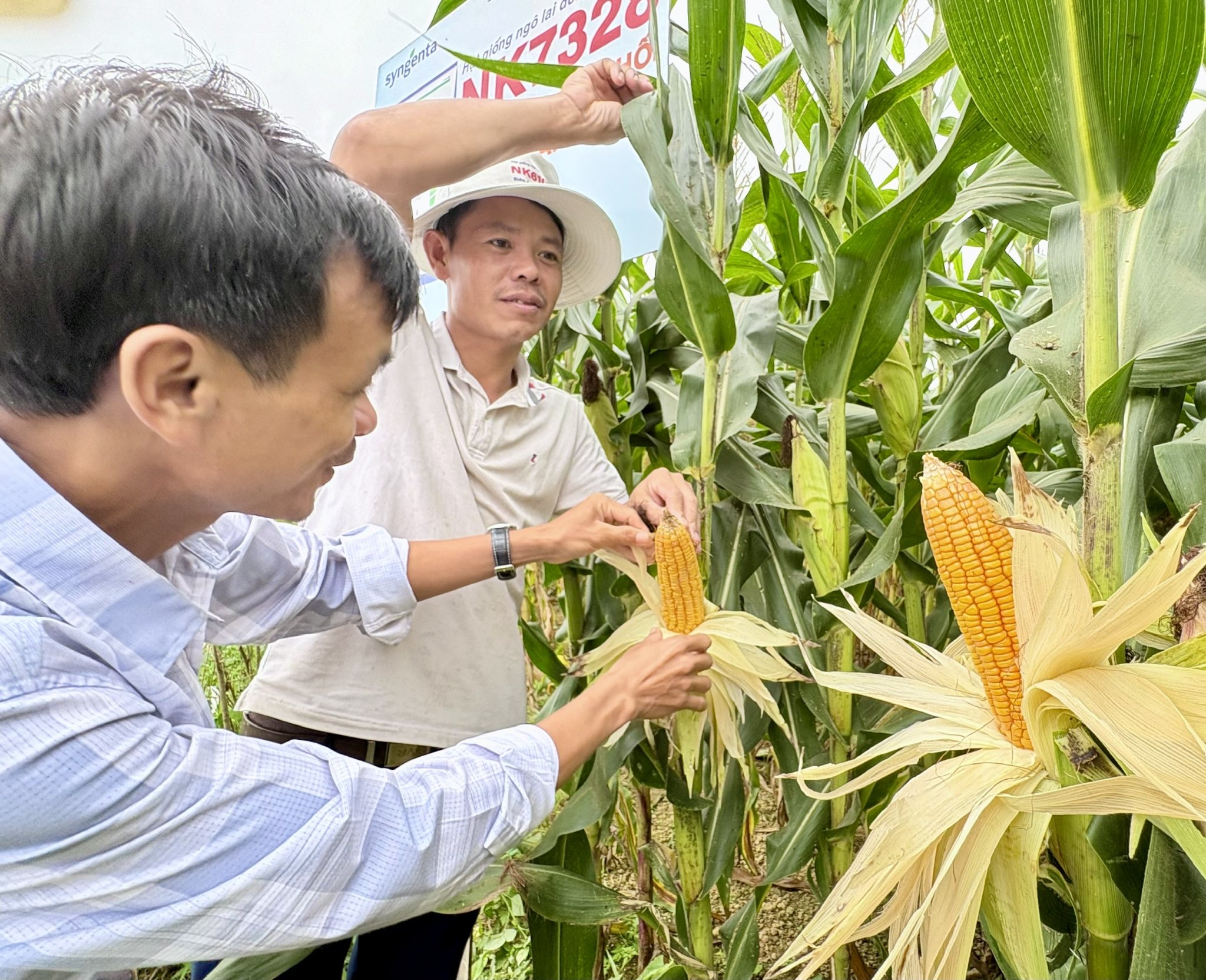 Hội thảo đầu bờ đánh giá mô hình trình diễn giống ngô lai đơn F1 NK7328 tại xã Hương Phố