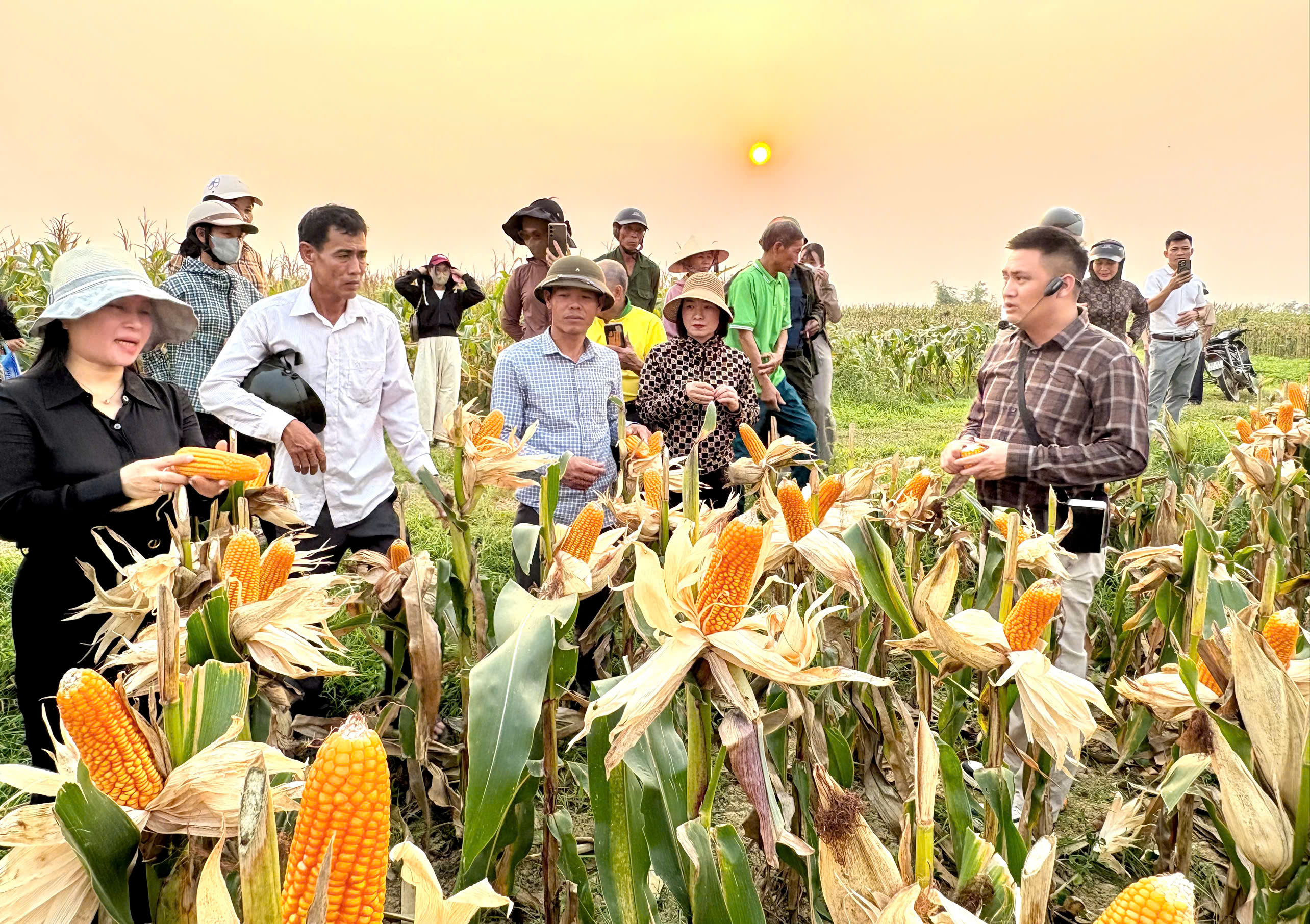 Hương Phố tổ chức hội thảo đầu bờ mô hình giống ngô lai đơn F1 CS71 và TM181
