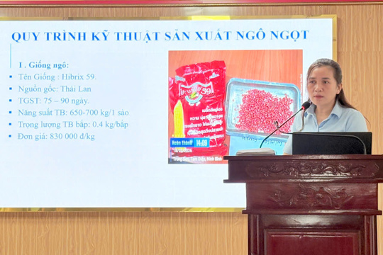 Hương Phố triển khai mô hình liên kết sản xuất ngô ngọt vụ Đông năm 2026