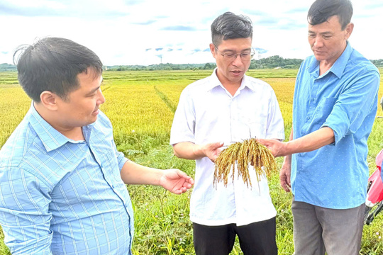Xã Hương Phố thăm đồng, đánh giá năng suất cây trồng chính vụ Hè Thu năm 2026