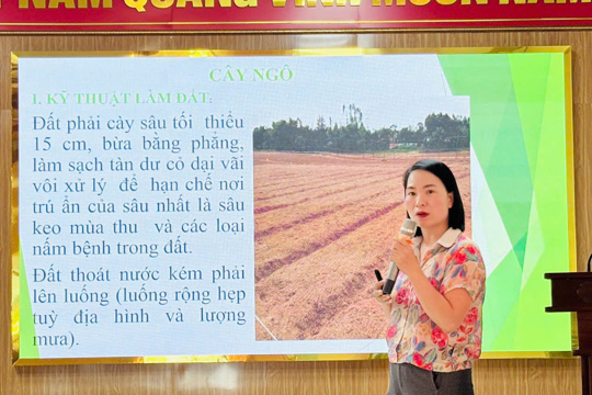 Hương Phố tập huấn sản xuất vụ Đông năm 2026 và chăm sóc bưởi Phúc Trạch sau thu hoạch 